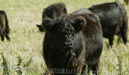 Sporet ved Venslev Huse