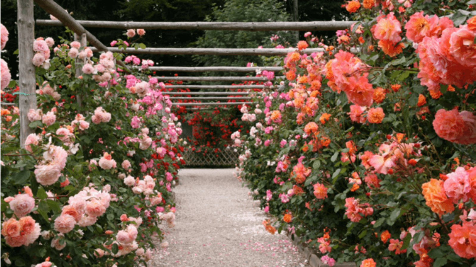 Der Rosenpark in Aalestrup